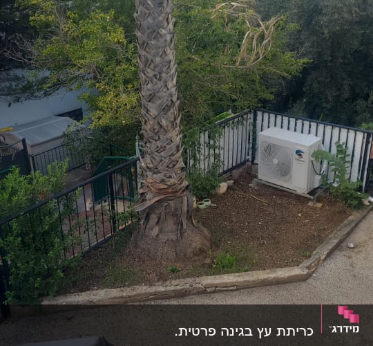 עץ דקל גבוה עם ענפים גזומים בגינה
